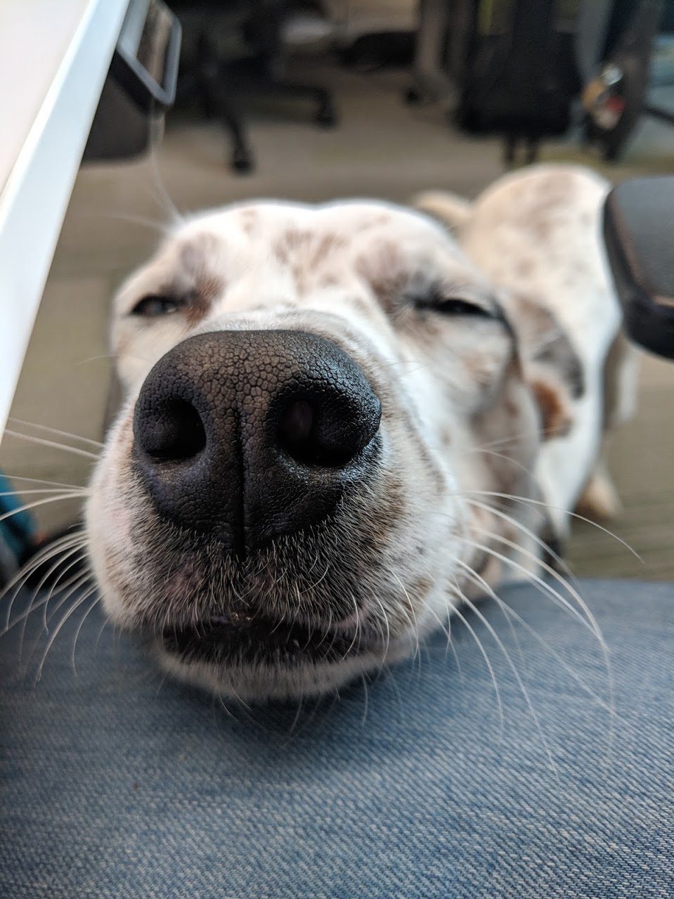 Crash Override the Australian Cattle Dog, looking skeptical.